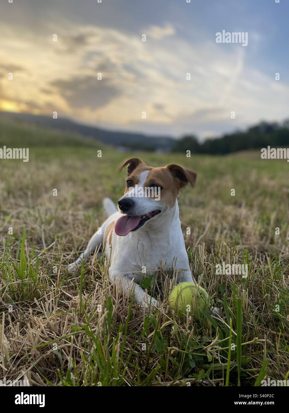 Coco dog hires stock photography and images Alamy