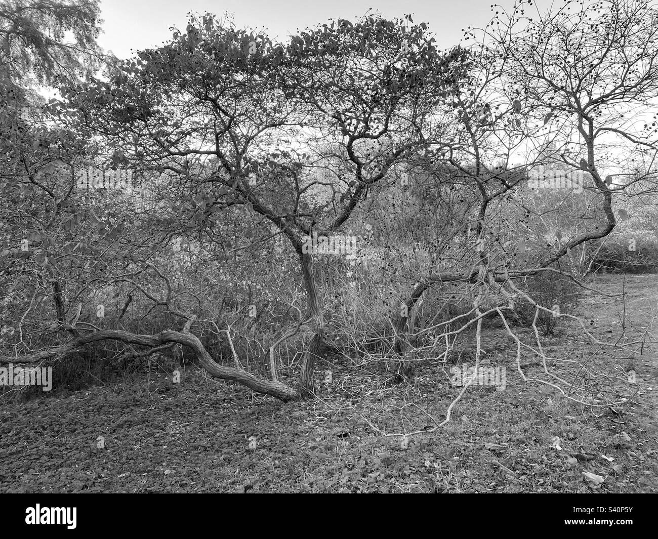 The arnold arboretum Black and White Stock Photos & Images - Alamy