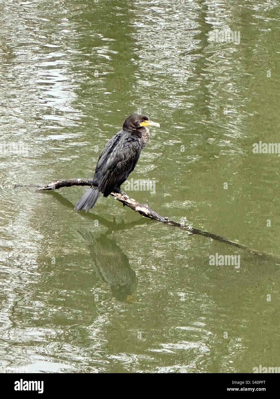 Double-crested Cormorant - Smartphone Captured Stock Image