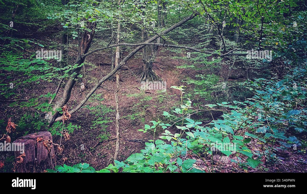 Beautiful forest hi-res stock photography and images - Alamy