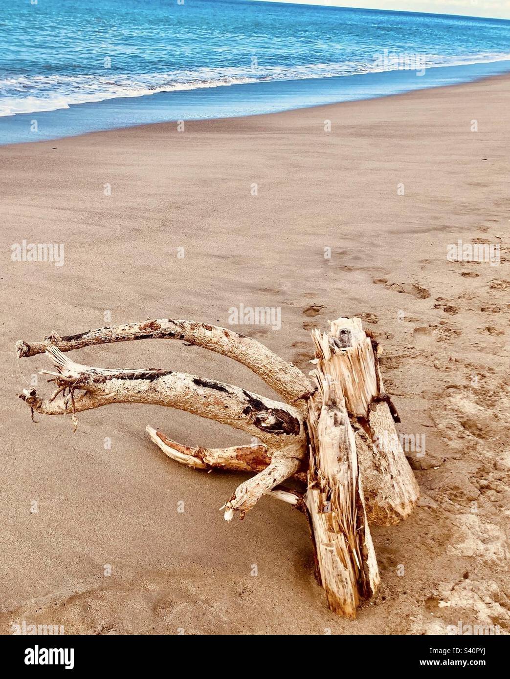 Driftwood on the beach. - Smartphone Captured Stock Image