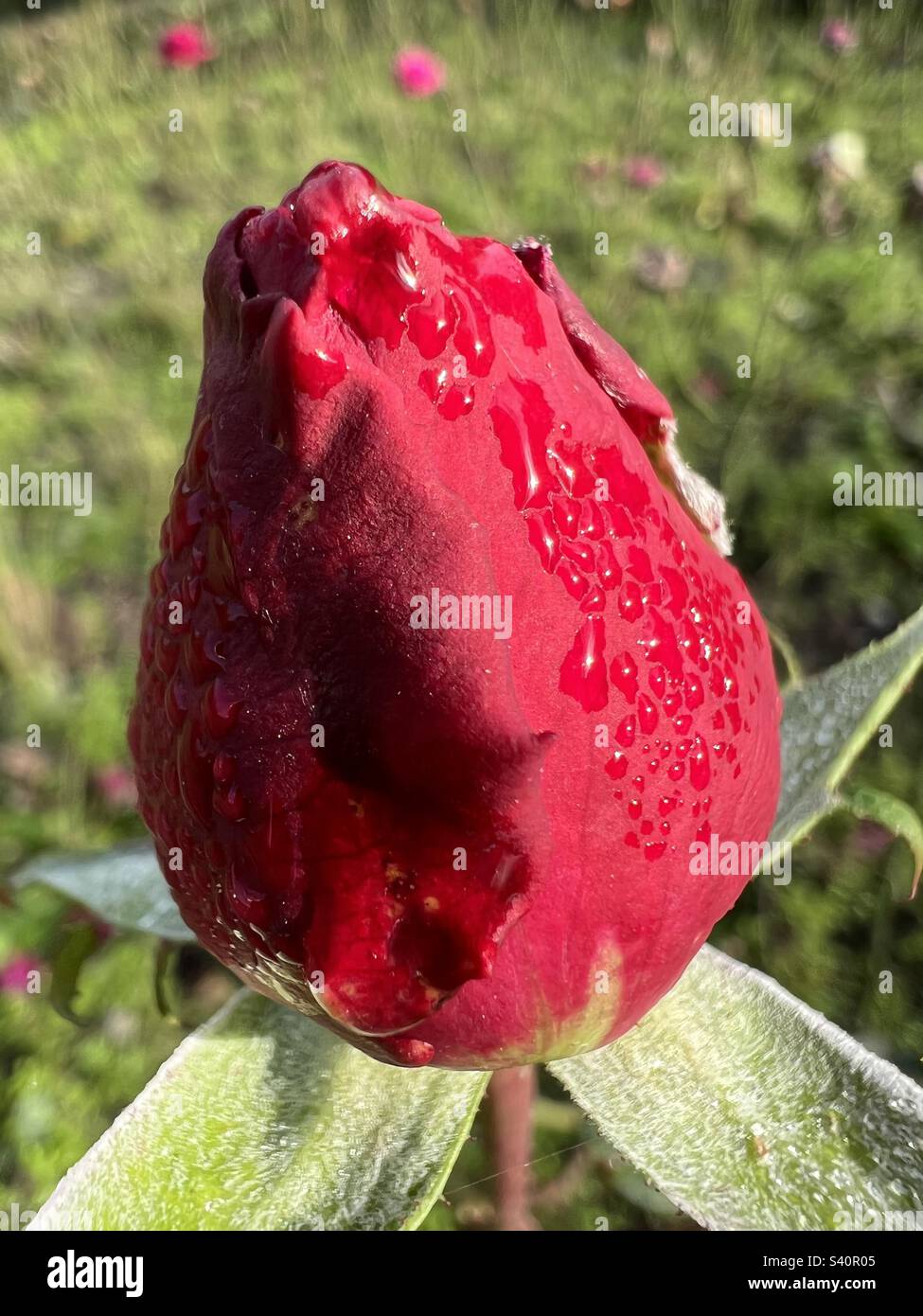 Red rose in Vondelpark, Amsterdam Stock Photo Alamy