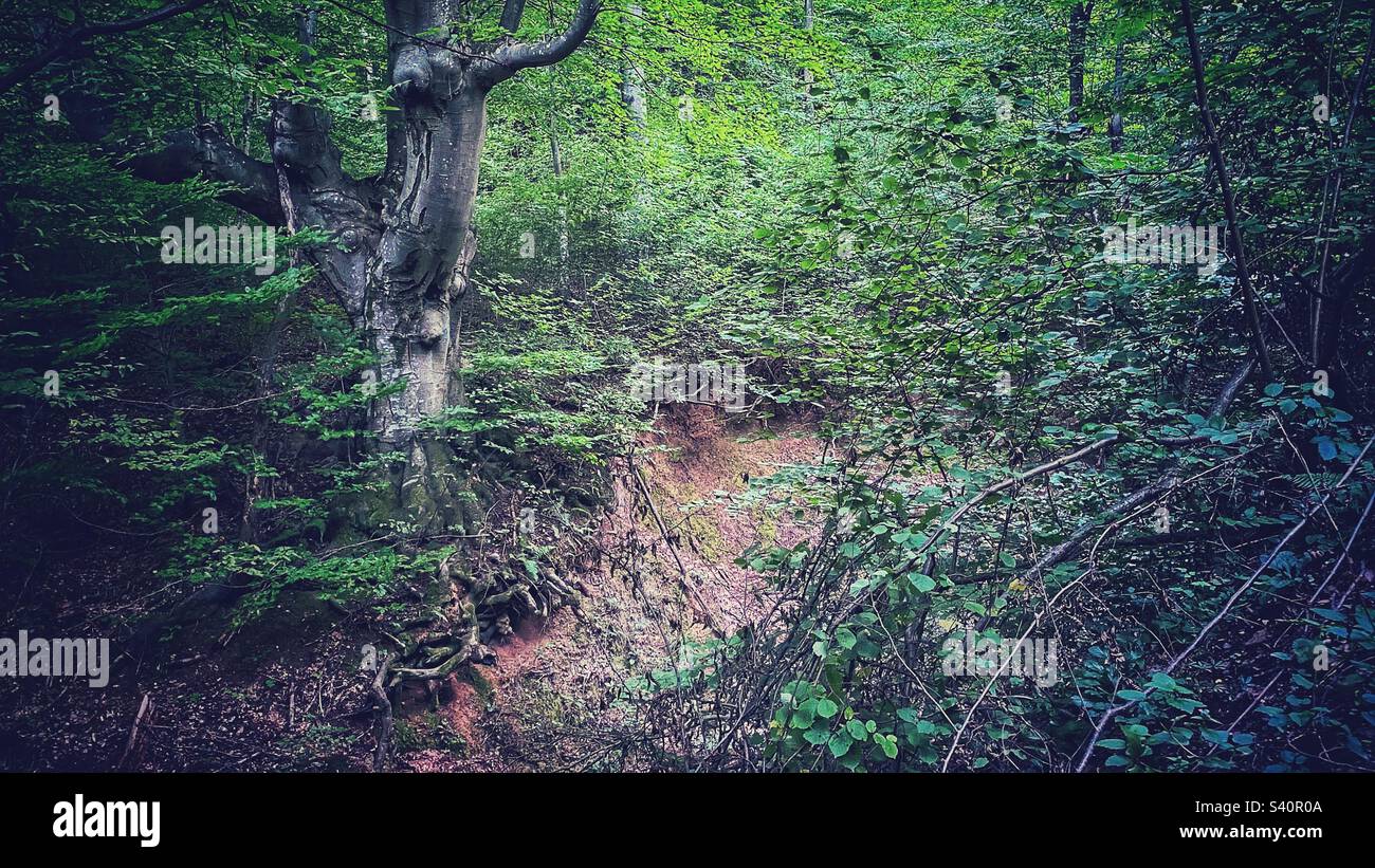 Green in the forest hi-res stock photography and images - Alamy