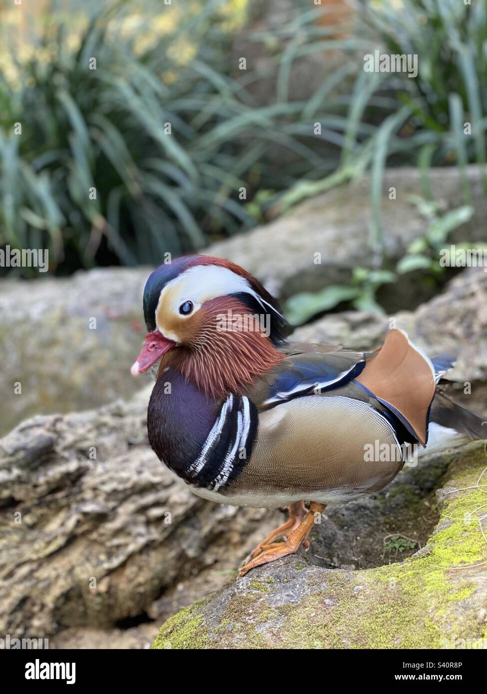 Mandarin duck - Smartphone Captured Stock Image