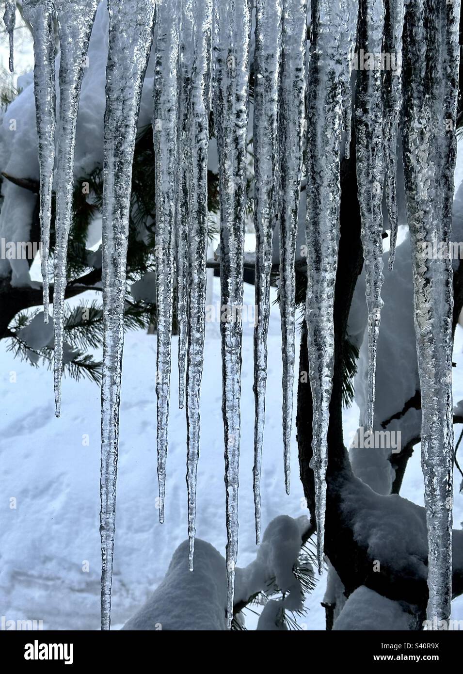 Icicles, crystal icicles, winter icicles, Christmas icicles, winter, winter scenes Stock Photo