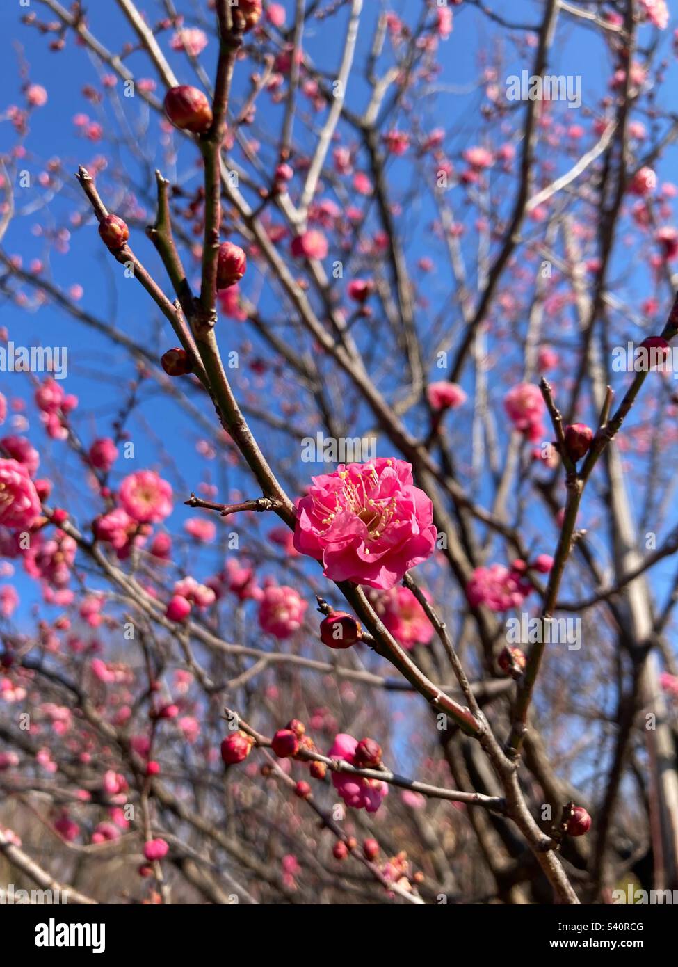 Pink plum blossoms in Tokyo in January Stock Photo