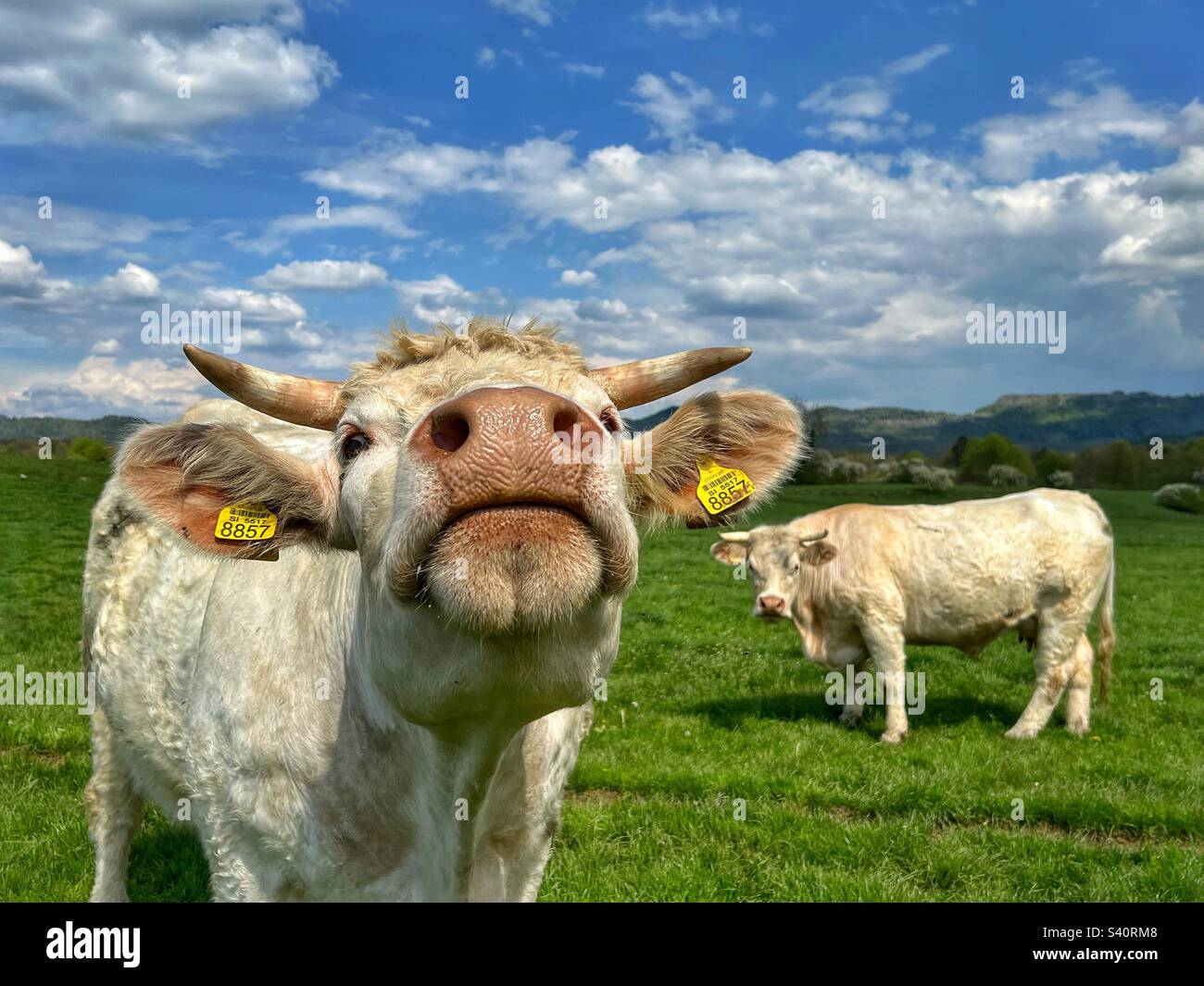 Dairy cow, focus on the nose Stock Photo