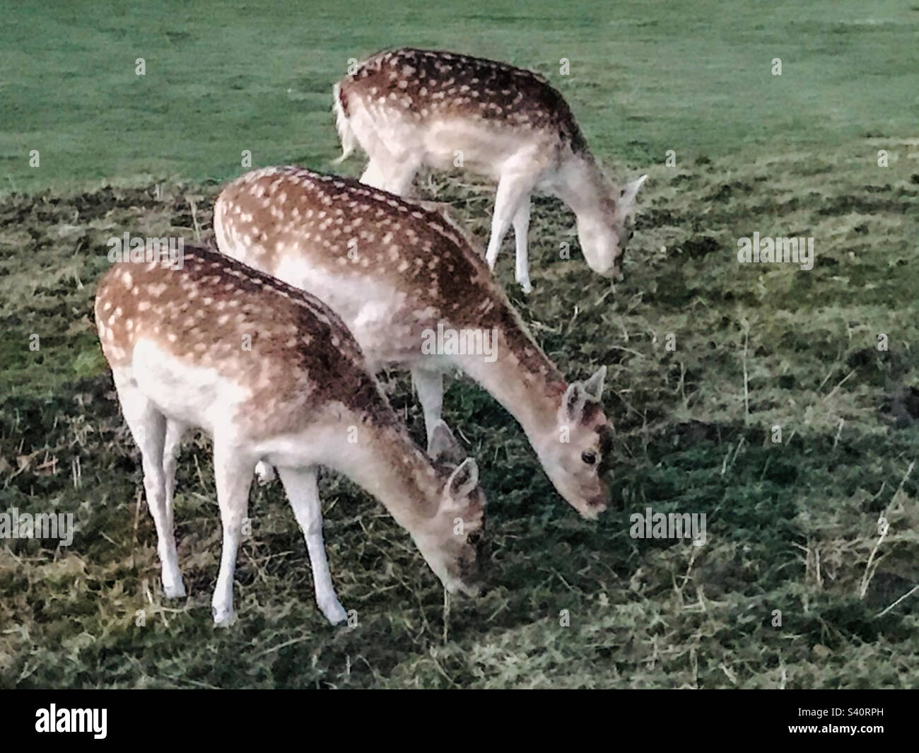 Three deers aligned - Smartphone Captured Stock Image