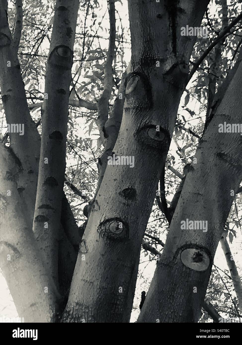 The trees have eyes Stock Photo Alamy