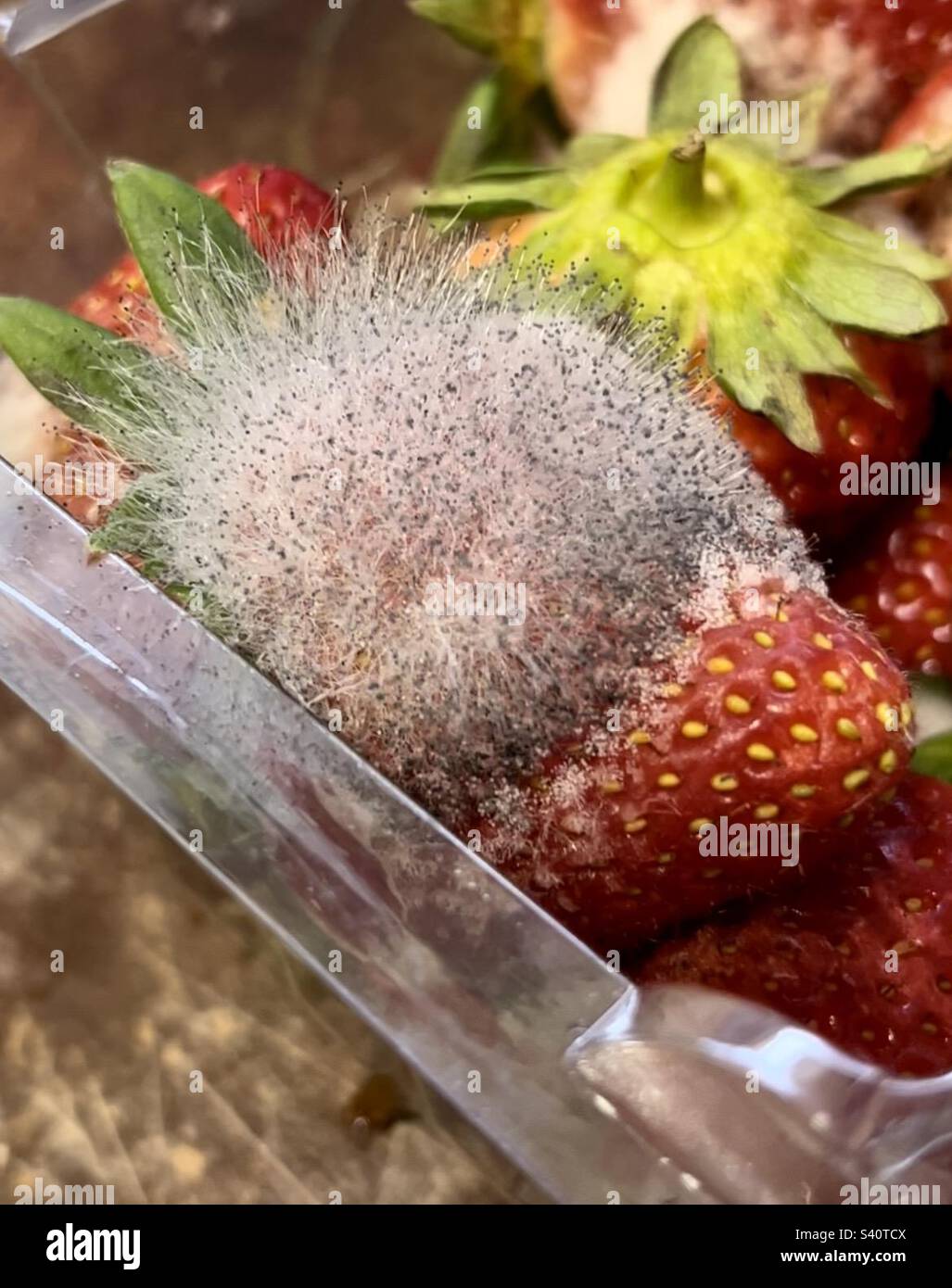 Mouldy fruit hires stock photography and images Alamy
