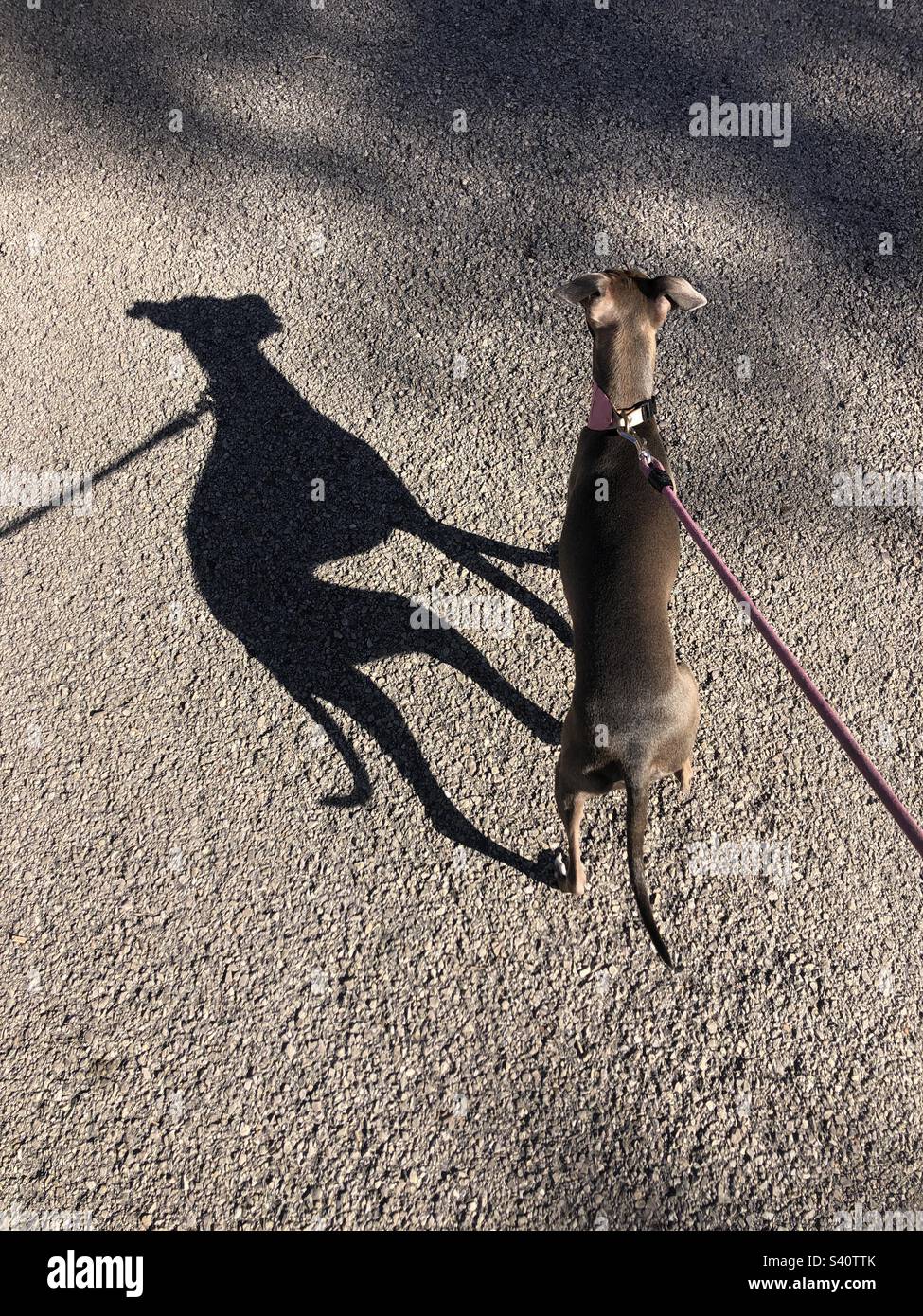 Italian greyhound and it’s shadow Stock Photo Alamy