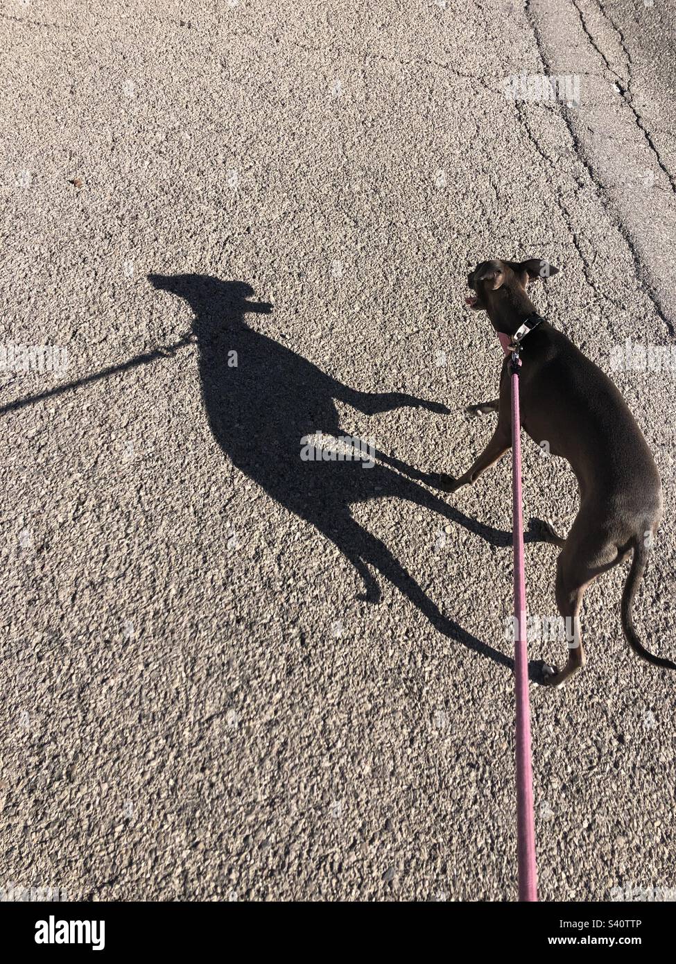 Italian greyhound and its shadow Stock Photo Alamy
