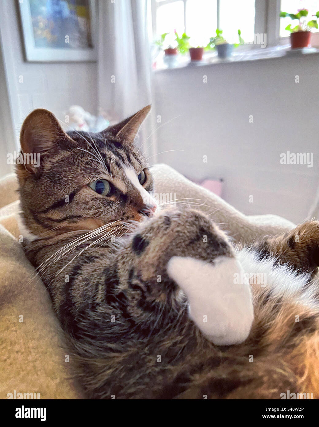 The He-Cat. - Smartphone Captured Stock Image