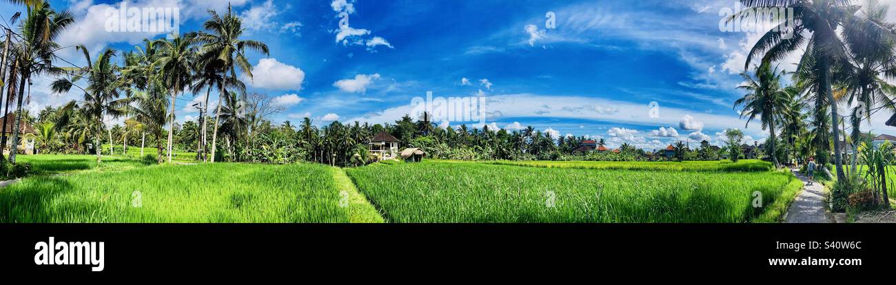 Panoramic view of rice field walk in Ubud Bali - Smartphone Captured Stock Image