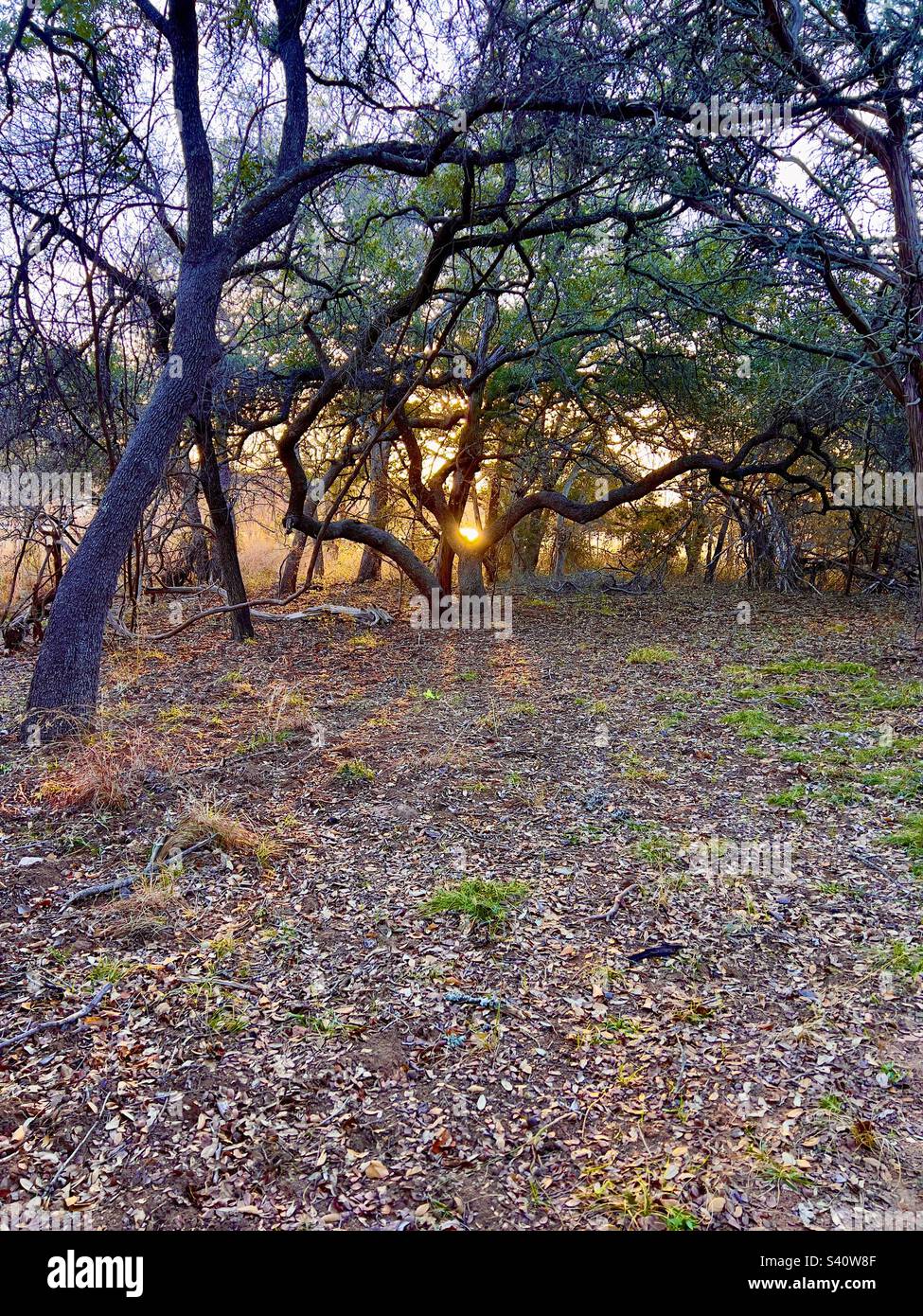 Sunset through oak trees fall and winter in Texas Stock Photo