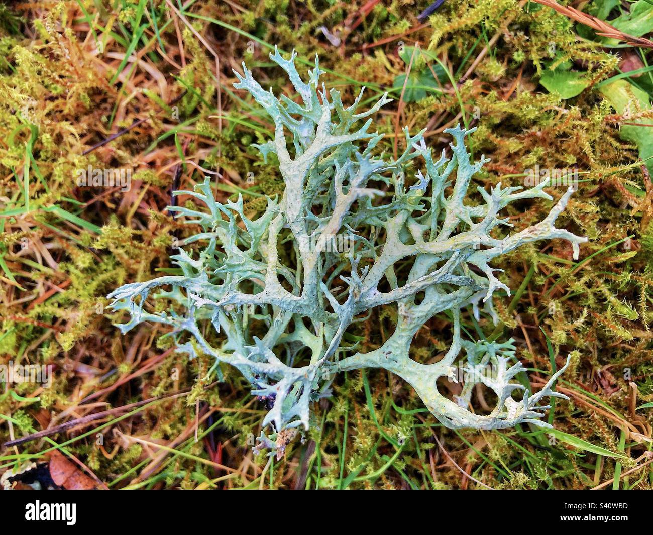 Oakmoss lichen (Evernia prunastri) fallen on the forest floor In Hampshire United Kingdom Stock Photo
