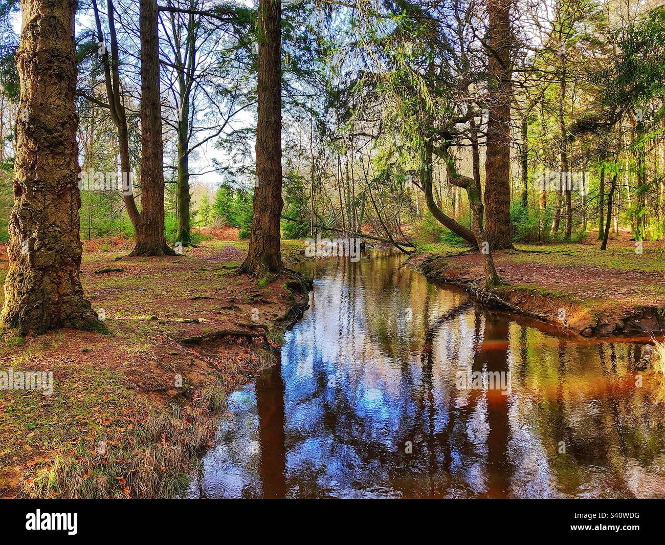 Pine trees on the banks of Blackwater stream in the New Forest National Park - Smartphone Captured Stock Image