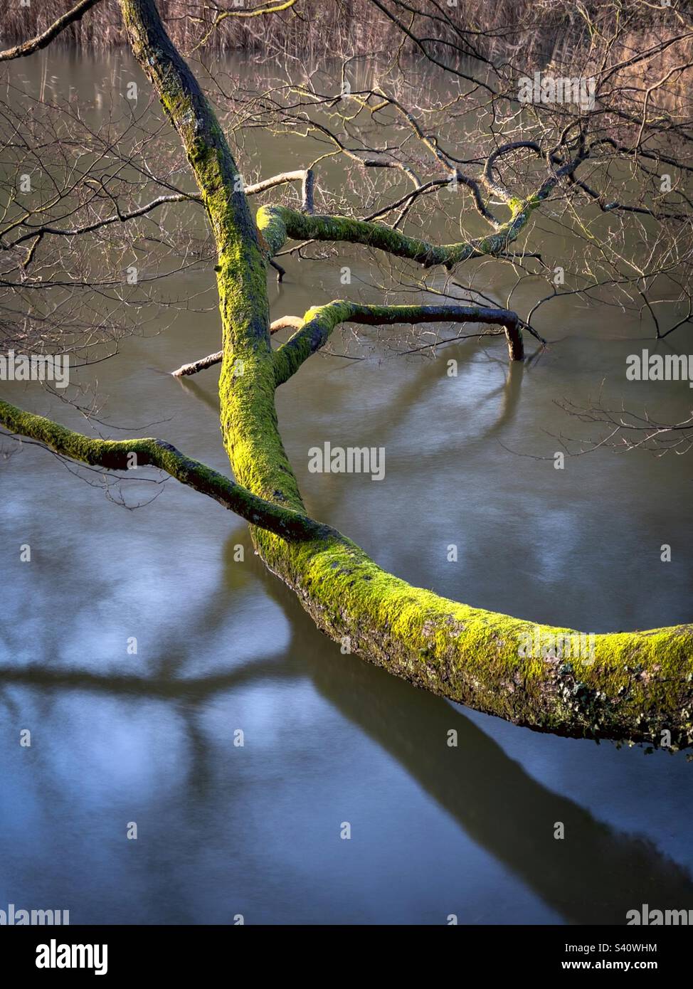 Tree touching the water. - Smartphone Captured Stock Image