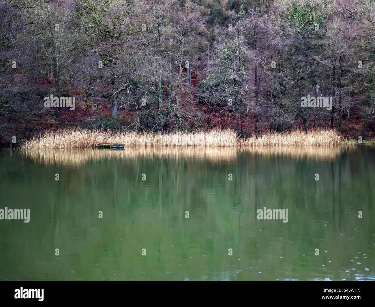 Reeds in water. Cannop Ponds. Forest of Dean - Smartphone Captured Stock Image