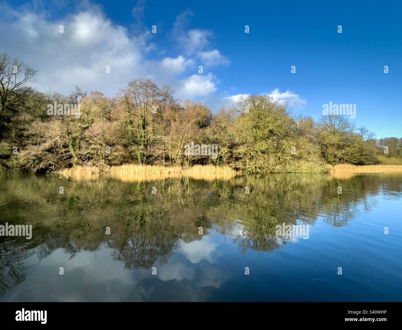 Cannop Ponds in the Forest of Dean. - Smartphone Captured Stock Image