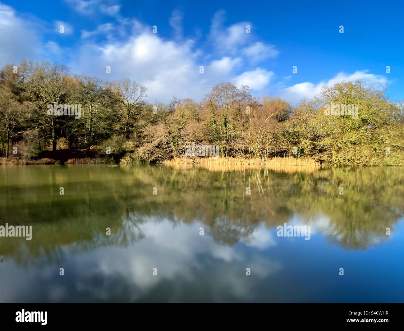 Cannons Ponds in the Forest of Dean. - Smartphone Captured Stock Image