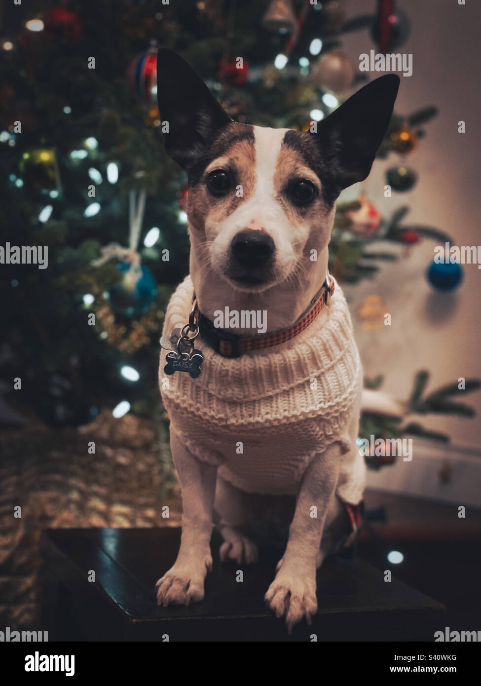 Jack Russell Terrier dog wearing a sweater sitting in front of Christmas tree looking at camera. Stock Photo