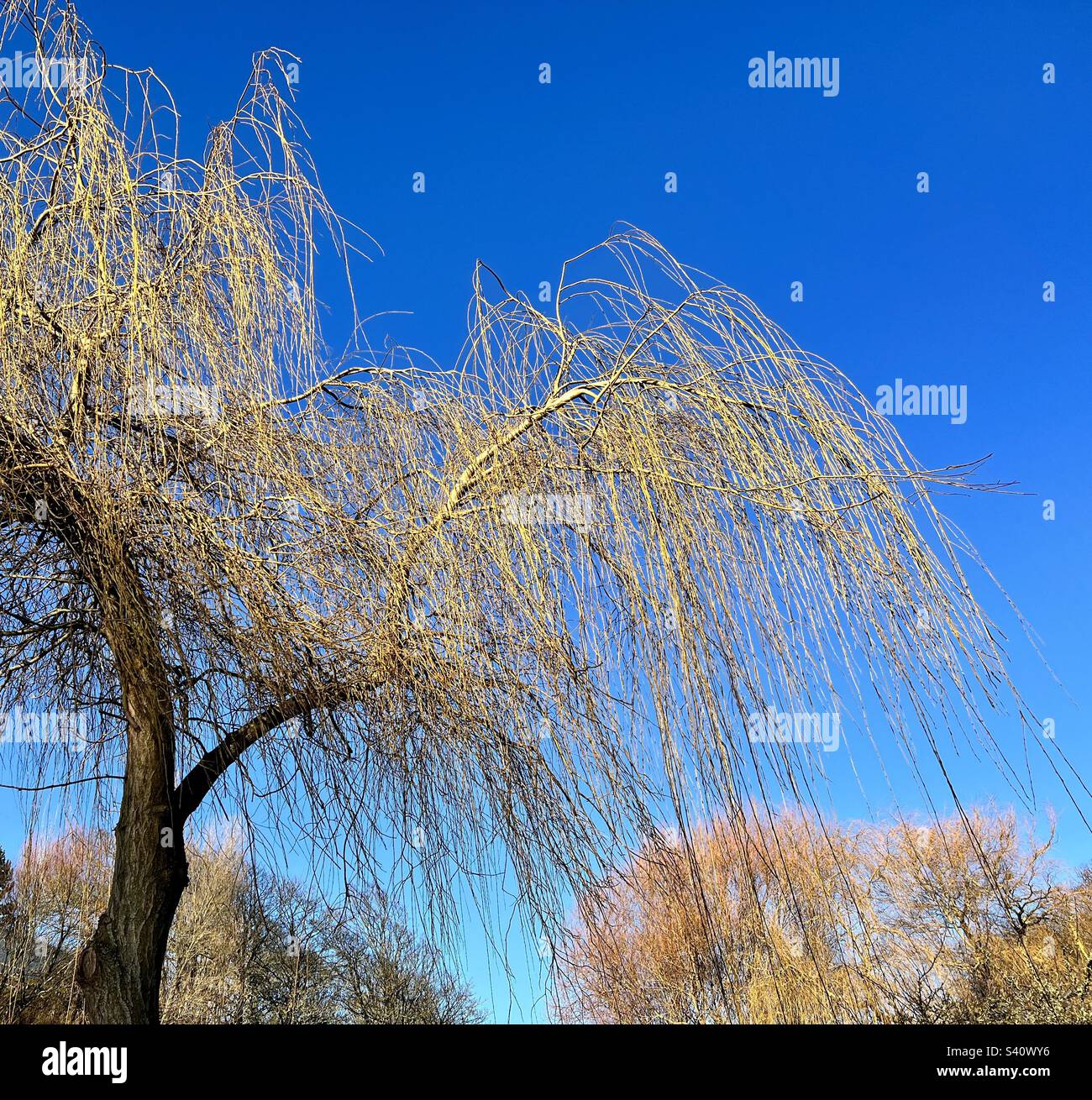 Winter willow tree on a bright January day - Smartphone Captured Stock Image