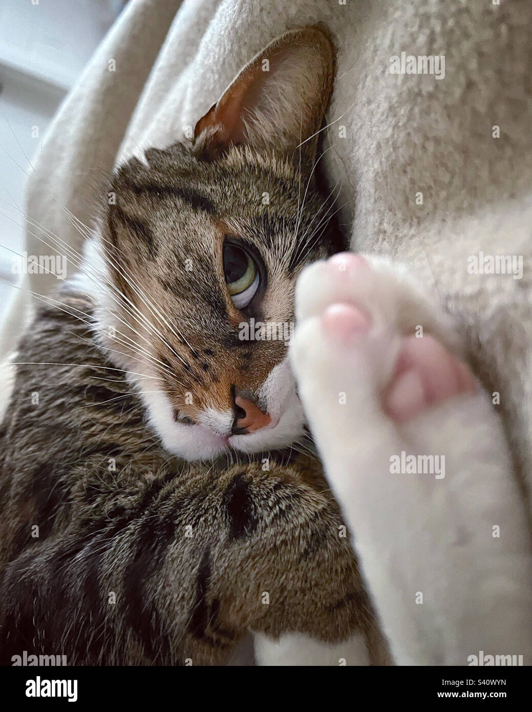 The Cat is looking. - Smartphone Captured Stock Image