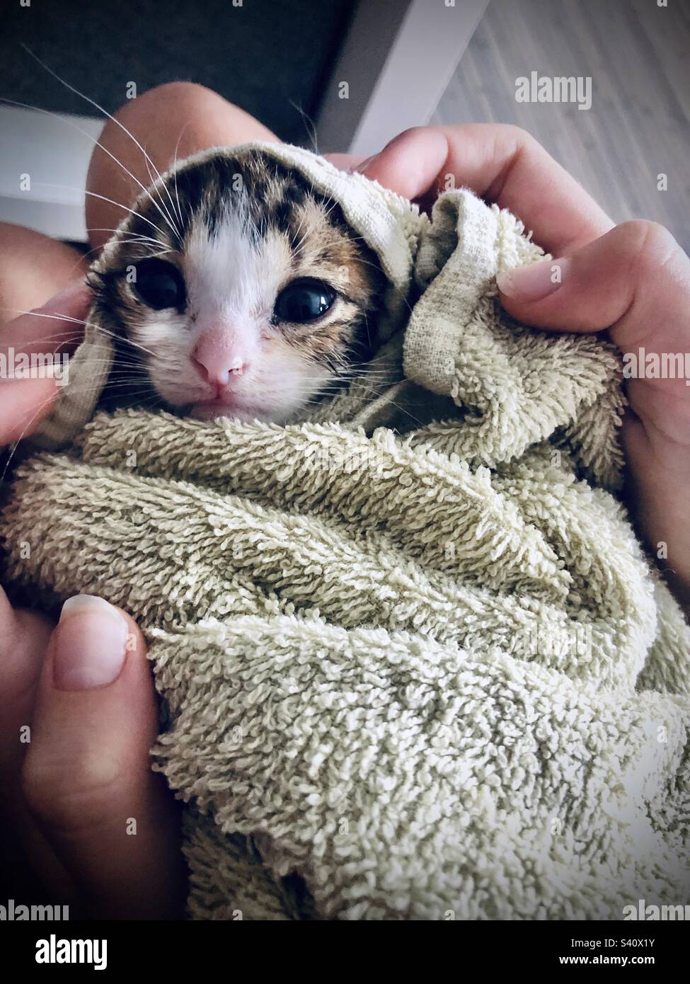 Little two week old kitty after a bath wrapped in a green towel with hands holding the towel. - Smartphone Captured Stock Image
