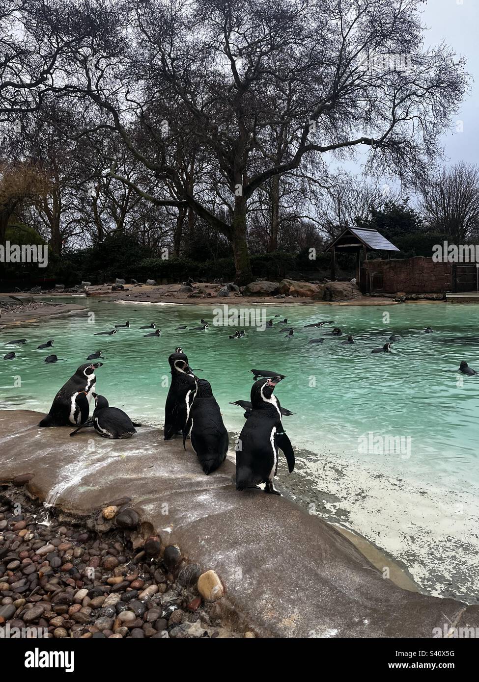 Penguins London zoo Stock Photo - Alamy