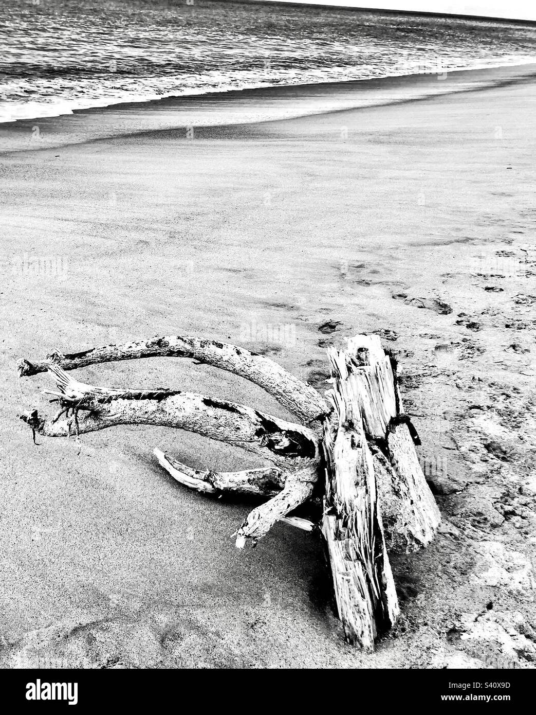 Large driftwood in black and white Stock Photo - Alamy