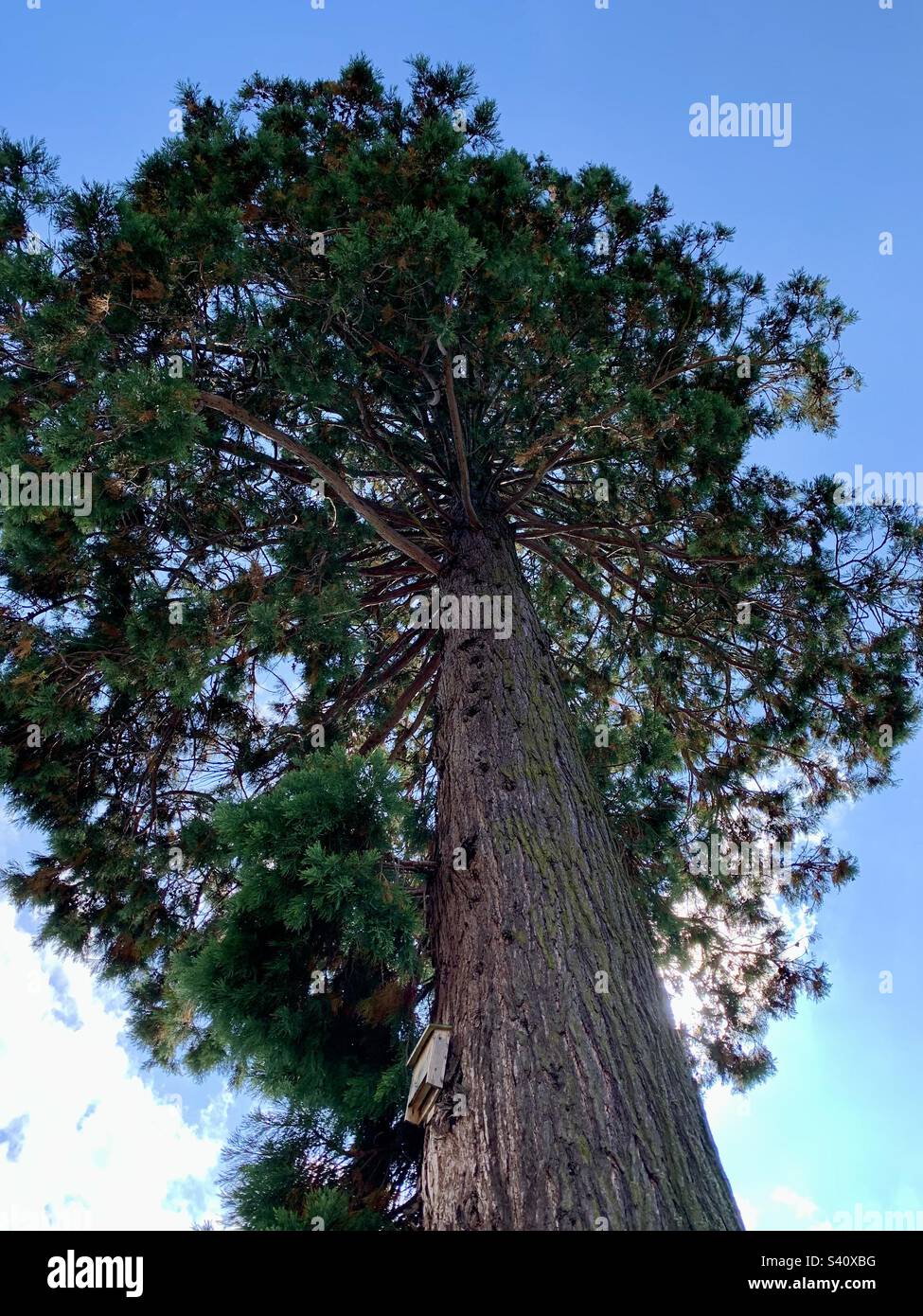 Looking up into a tall pine tree - Smartphone Captured Stock Image