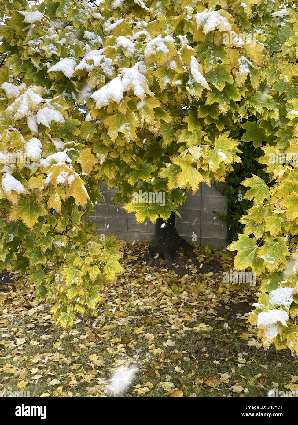 Maple trees during autumn amidst a snowstorm in Utah, USA. Stock Photo