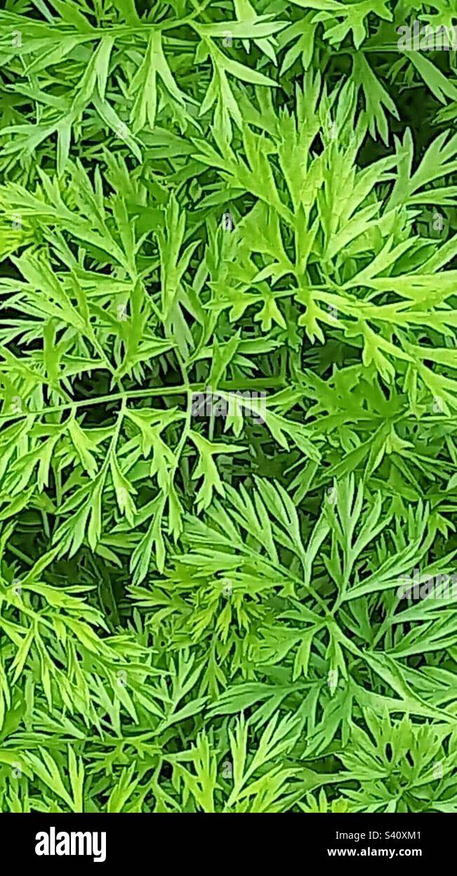 Carrots (Daucus carota subspecies.sativus) - Smartphone Captured Stock Image