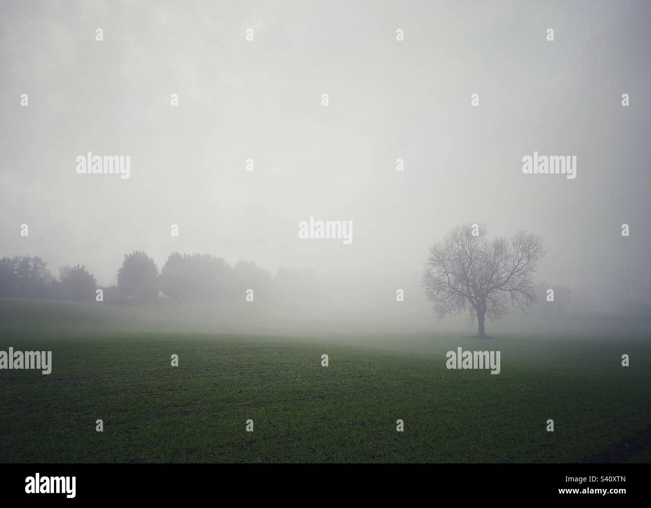 A lone tree, in a field of winter crops, emerging from early morning  mist. - Smartphone Captured Stock Image