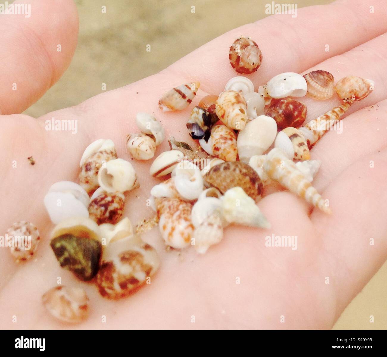 Many Small Shells Found On Seashore Stock Photo 2342979417