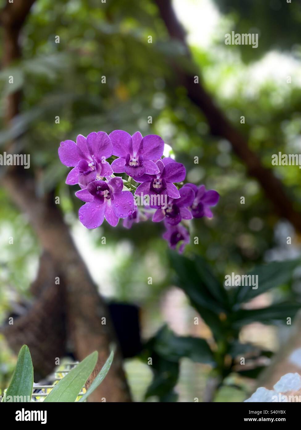 Purple Dendrobium Orchid Stock Photo