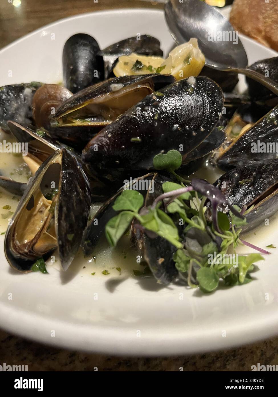 Oysters at Luca Italian Cuisine Stock Photo Alamy