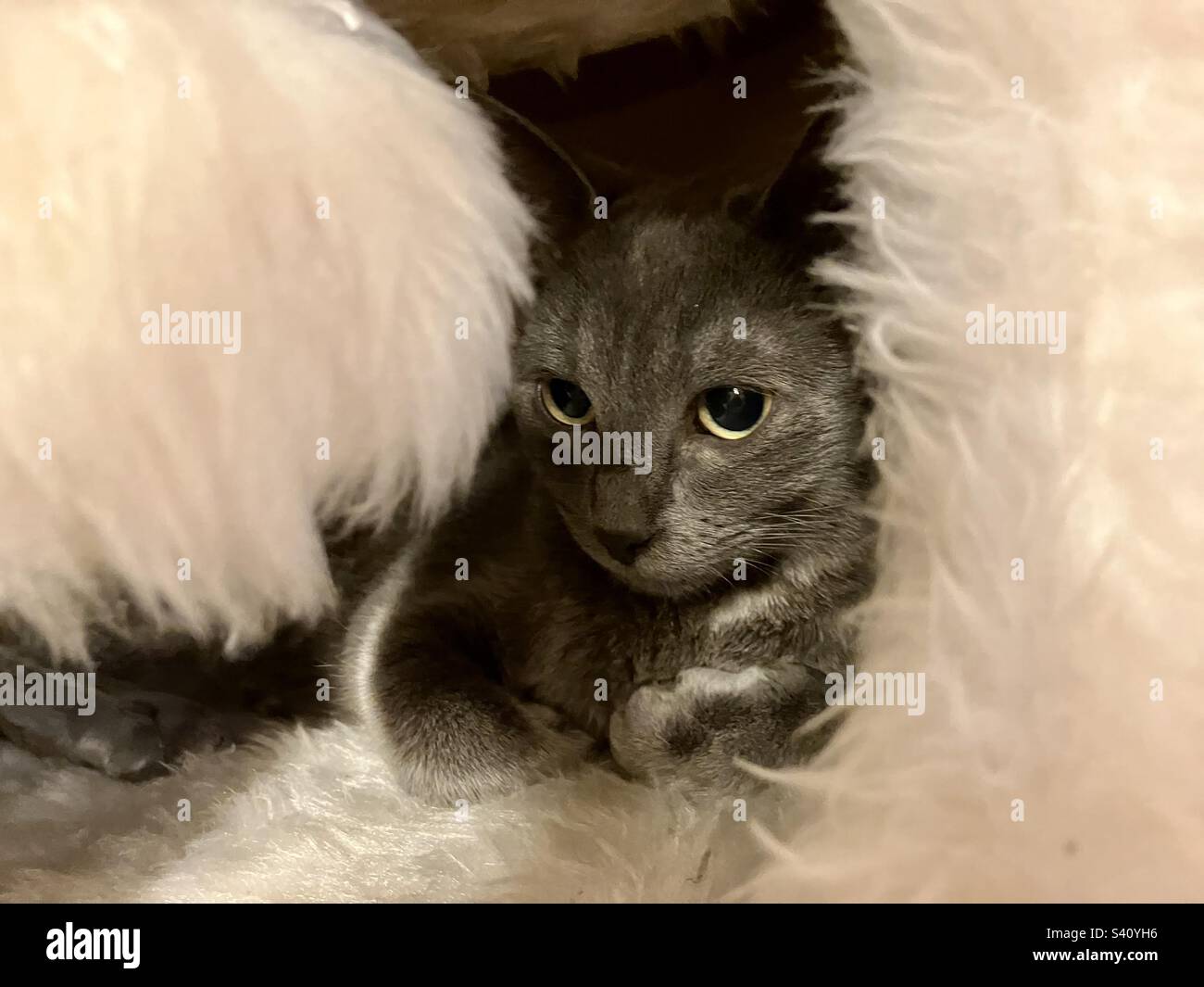 Kitten, young cat, baby cat, small cat, grey cat, sleeping cat Stock Photo