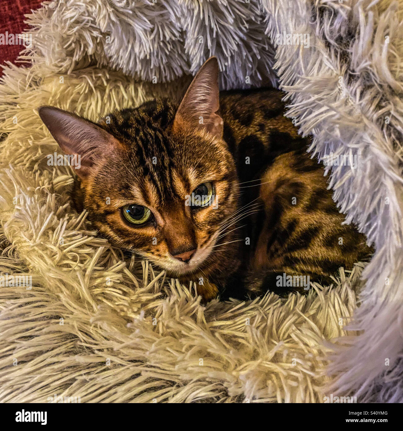 Bengal pet cat - Smartphone Captured Stock Image