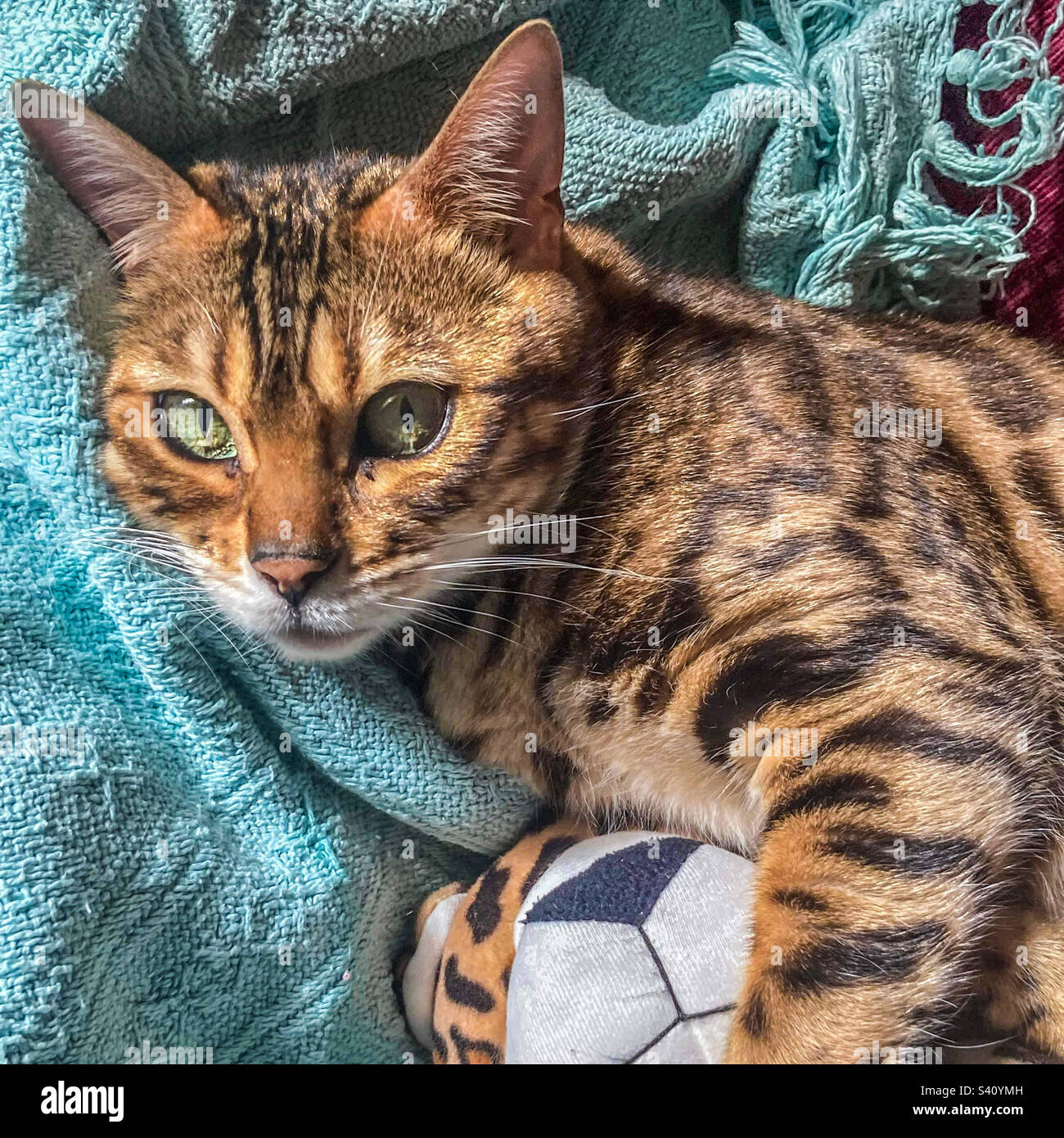 Bengal pet cat - Smartphone Captured Stock Image