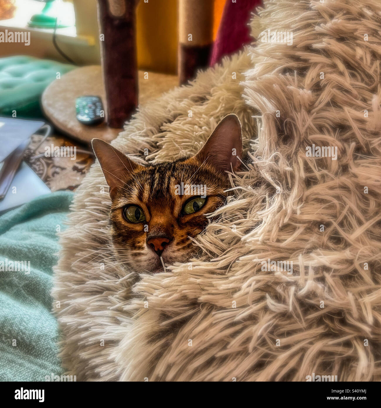Bengal pet cat - Smartphone Captured Stock Image