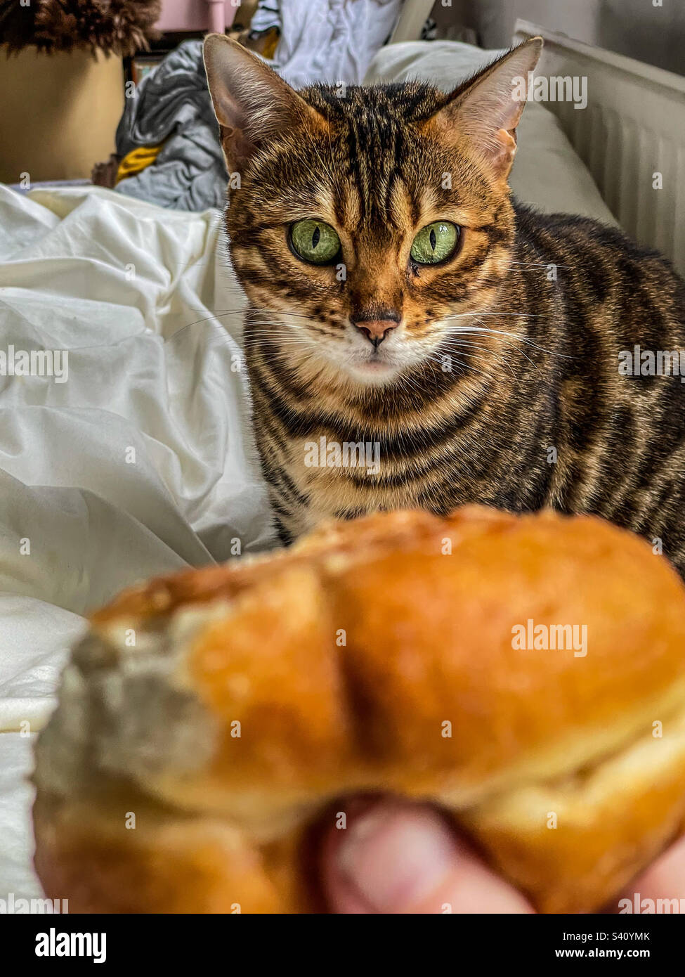 Bengal pet cat - Smartphone Captured Stock Image