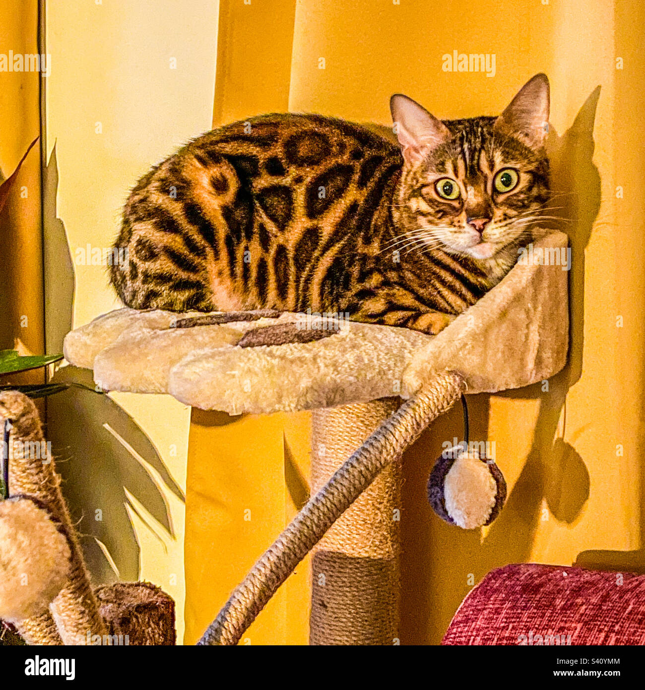 Bengal pet cat - Smartphone Captured Stock Image