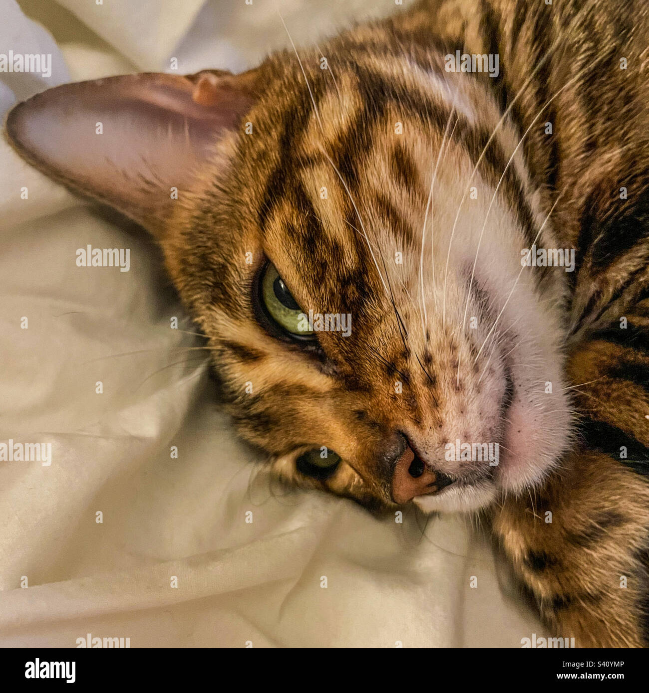 Bengal pet cat - Smartphone Captured Stock Image
