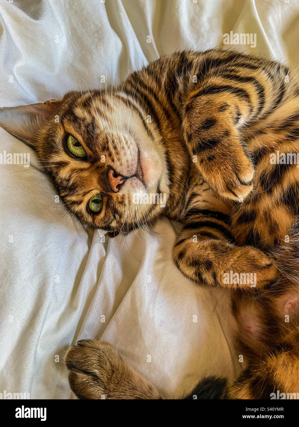 Bengal pet cat - Smartphone Captured Stock Image
