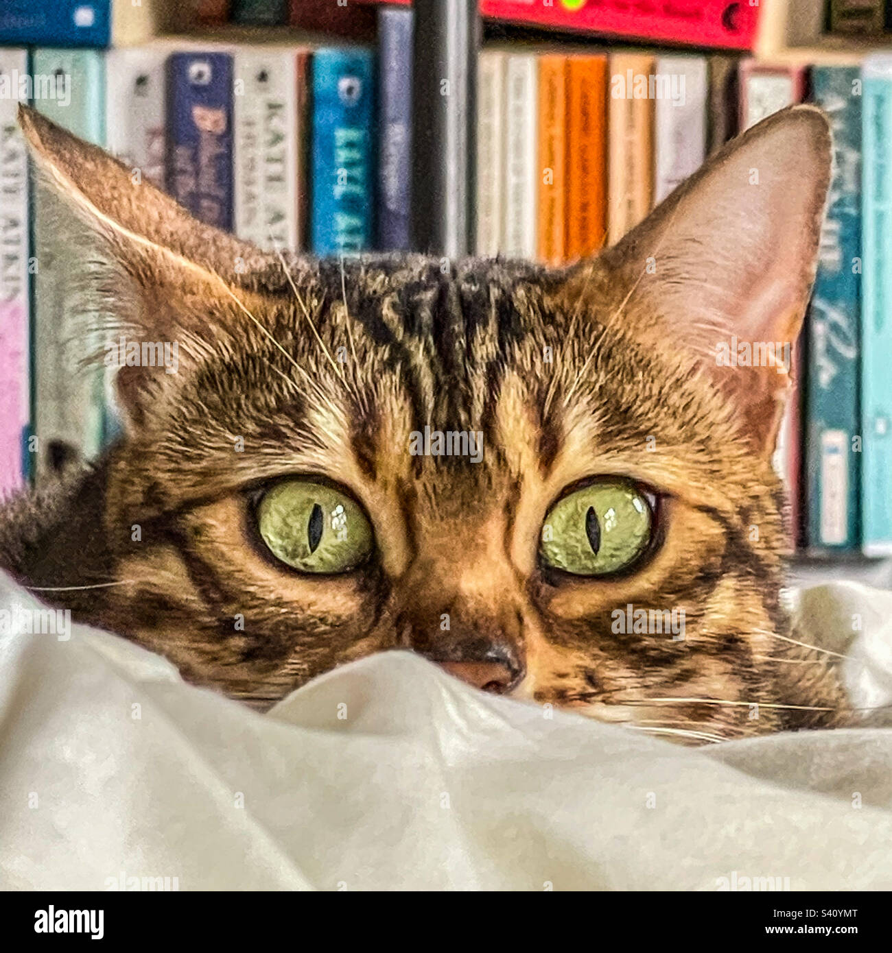Bengal pet cat - Smartphone Captured Stock Image