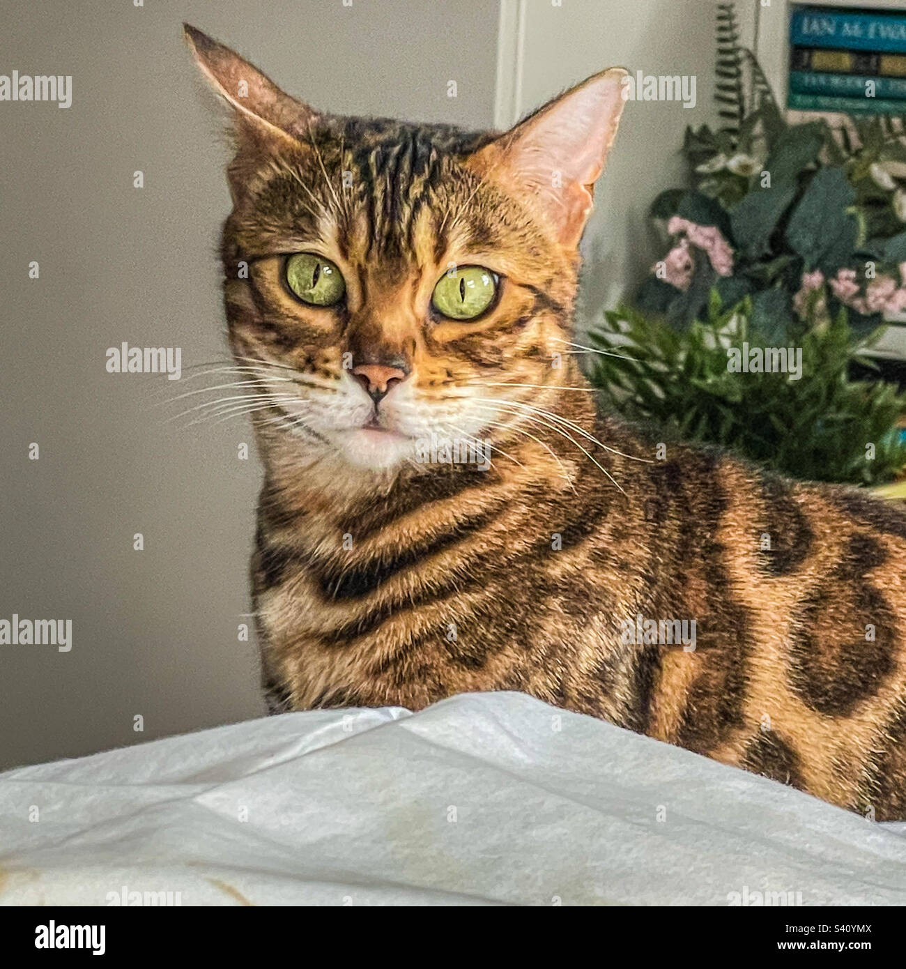 Bengal pet cat - Smartphone Captured Stock Image