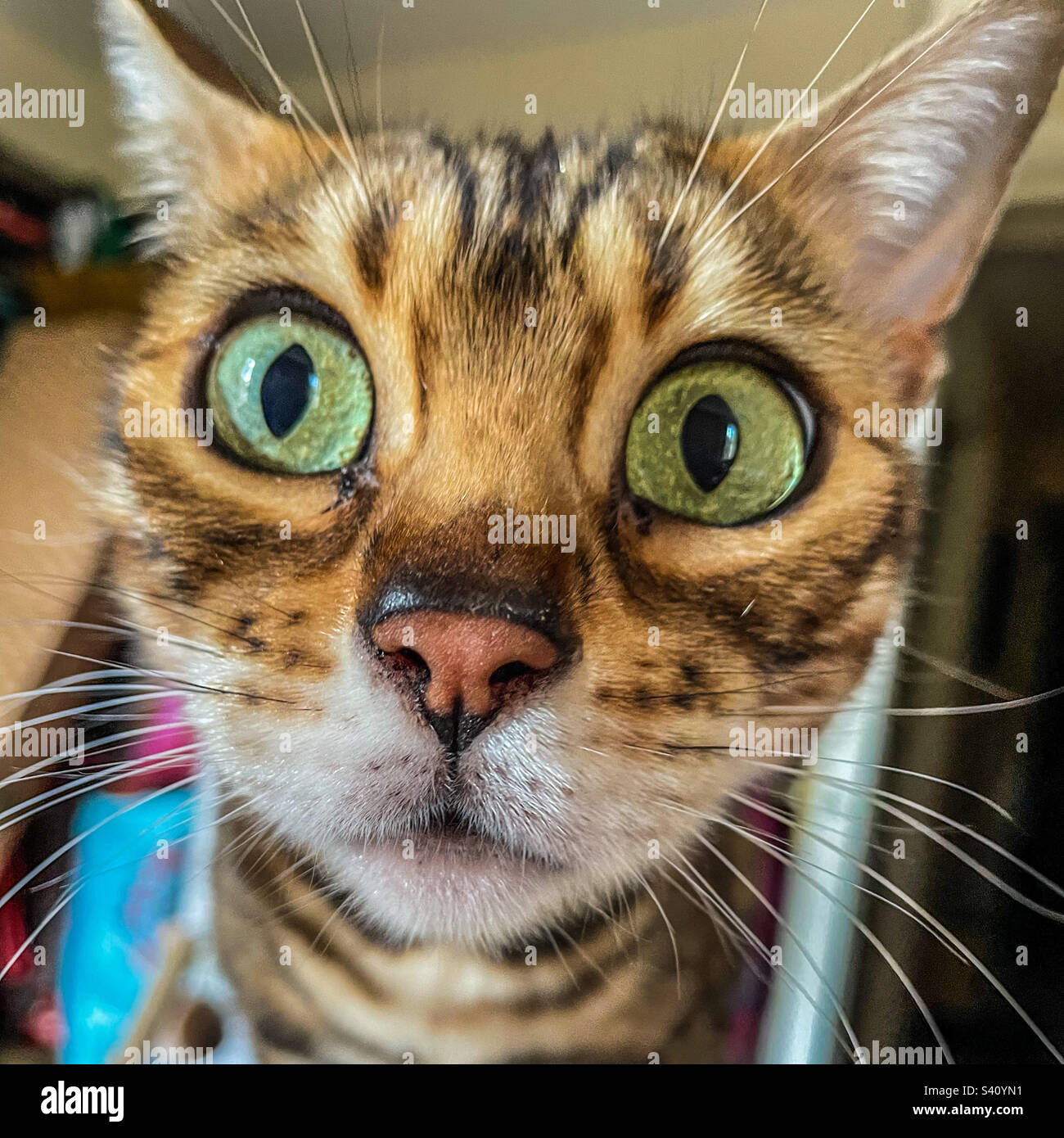 Bengal pet cat - Smartphone Captured Stock Image
