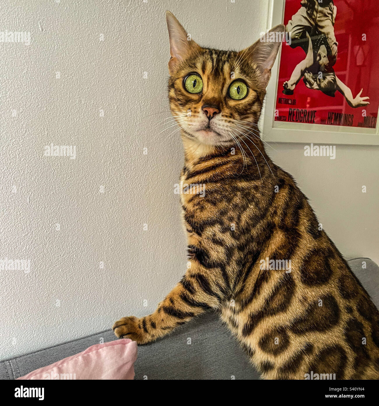 Bengal pet cat - Smartphone Captured Stock Image